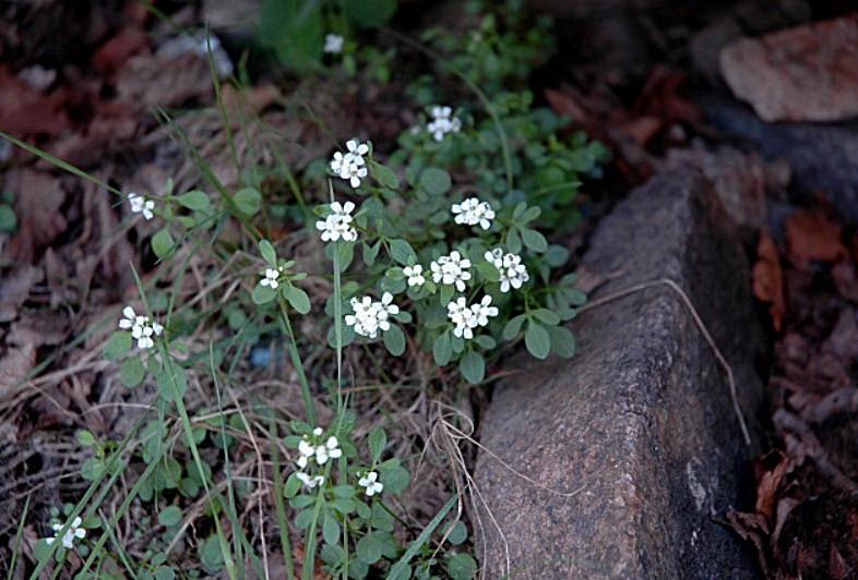 Cardamine resedifolia / Billeri pennato